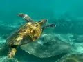 Green Turtle (Ningaloo Reef, Western-Australia) Green Turtle (Ningaloo Reef, Western-Australia)
