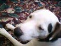 videos de Nike Cleaning Himself
