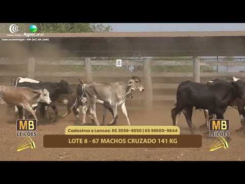 514� LEIL�O VIRTUAL MB LEIL�ES
