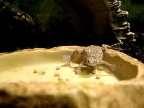 how to cure dropsy in african dwarf frog