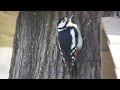 Parco avventura Gordola, ecologia e divertimento, dicembre 2009