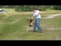 Greatdane vs ridgeback