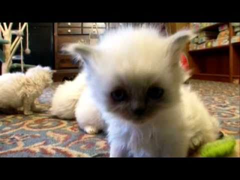 himalayan - Cat Health 101: http://animal.discovery.com/healthy-pets/cat-health-101/#mkcpgn=ytapl1 More Cats 101 Video: http://animal.discovery.com/videos/cat/#mkcpgn=yt...