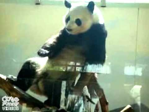 HipHop Panda