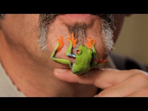 how to care for a red eyed tree frog