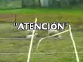 cuchara