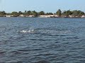 Dolphins in Intracoastal
