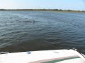 Dolphins in Intracoastal