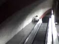 Metro san pedro de los pinos