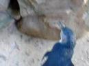 Penguin Featherdale Wildlife Park Penguin Featherdale Wildlife Park