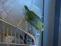 My Parrotlet