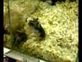 Хамячий заплыв на спине / Hamster a heat on a back