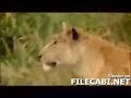 Zebra beats Lioness