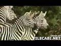 Zebra beats Lioness