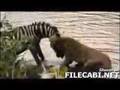 Zebra beats Lioness
