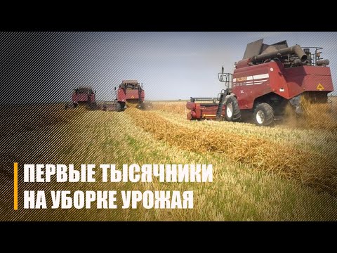 Першыя тысячнікі на ўборцы ўраджаю вызначыліся ў Добрушскім раёне видео
