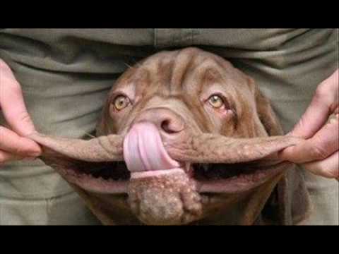 Funny Looking Dogs