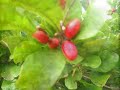 Miracle Fruit Grower: Curtis Mozie - Florida