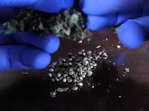 how to harvest seeds from cannabis