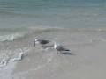 videos de Clearwater Beach Seagull 
