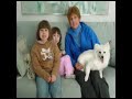 American Eskimo Dog