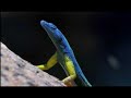 Flat Lizards as seen on the BBC.Things to think about:How have the flat lizards adapted to their desert environment?What features of the flat lizards have enabled them to survive, and how are they developing further?What are the needs of the flat lizards?Respond in a comment or use a video response instead.All videos on this profile are legal and were obtained with owner's permission.