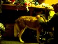 So you think you want a husky?