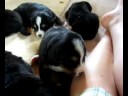 Bernese Mountain Dogs puppies