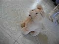 Long haired akita and toy