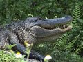 THE GATOR VIDEO THE GATOR VIDEO