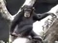 el apestoso
