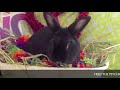 Fred the Psychic Bunny & Father's Day