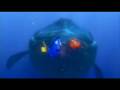 Dori Habla Cetaceo