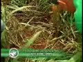 Confinamento Rio Verde