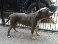 CHIKOI: PITBULL ELVIS