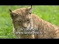 lynx - felis lynx - eurasian lynx