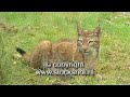 lynx - felis lynx - eurasian lynx