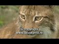 lynx - felis lynx - eurasian lynx