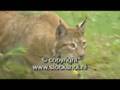 lynx - felis lynx - eurasian lynx