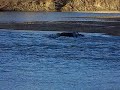 truck stuck on wapiti river