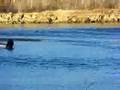 truck stuck on wapiti river