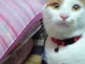 Click here to watch this video 猫の舌って