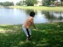 Robin Chasing Ducks Robin Chasing Ducks