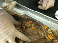 WLU Cat Dissection (Organs, Part 3)