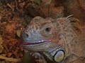 Iguana che sbiascia
