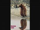 Funny Pics on Video