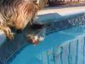 Mission Im-PAW-sible