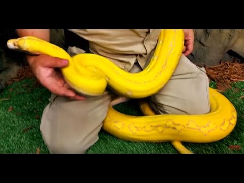 YouTube reptile video