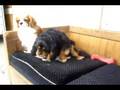 This Week at Harvard Kennels XVII