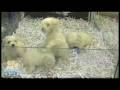 Purebred Maltese puppies